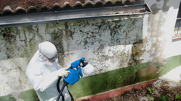 Trusted Mold Inspection service in Lawrenceville, IL - Cheap Mold Removal
